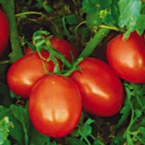 Determinate tomatoes | Sativa