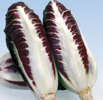 Nerone