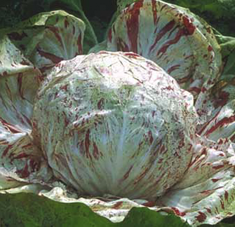 Chicory of Lusia Selection Lusia extra early