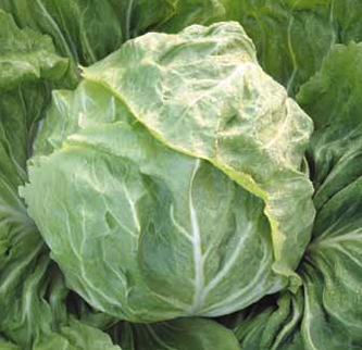 White head chicory, Lubia