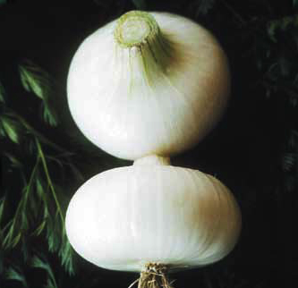 Bianca di Maggio