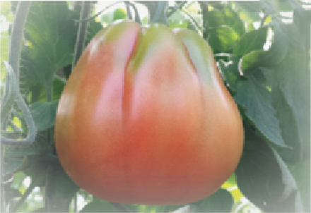 Lanterna F1