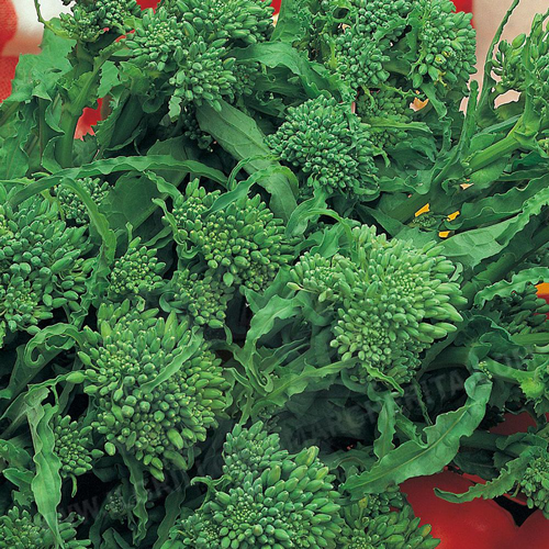 Broccoli raab 40 days